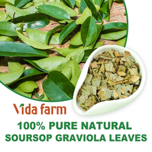 Soursop Leaves Tea - 1.5g x 50 Count - 100% Pure Soursop Graviola Leaves Tea Bag - Country of Origin Thailand - Support Digestion & Rich in Nutrients