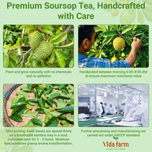 Soursop Leaves Tea Bag, Pure and Natural Soursop Graviola Leaves for Digestion, Boosting Immune, Improving Sleep & Skin Health - Hojas De Guanabana Tea（50 Teabags/1Pack)